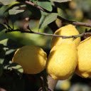 Lemon branches laden with fruit  screen for extension Chrome web store in OffiDocs Chromium