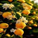 Lemon garden wallpaper  screen for extension Chrome web store in OffiDocs Chromium
