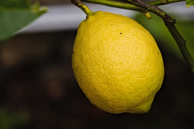 김프 무료 온라인 이미지 편집기로 편집할 레몬 잎 과일 나무 노란색 무료 사진을 무료로 다운로드하세요.