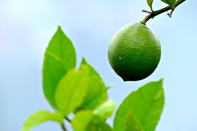 Descargue gratis la imagen gratuita de comida fresca de fruta de árbol de lima limón para editar con el editor de imágenes en línea gratuito GIMP
