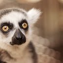 Lemur  screen for extension Chrome web store in OffiDocs Chromium