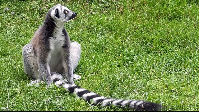 Free download lemur old world monkey primate ape free picture to be edited with GIMP free online image editor