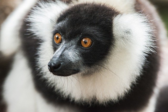 Free download lemur ruffed lemur primate ape free picture to be edited with GIMP free online image editor