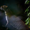 Leopard  screen for extension Chrome web store in OffiDocs Chromium