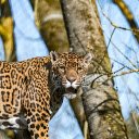 Leopard  screen for extension Chrome web store in OffiDocs Chromium