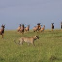 Leopard and herd of deer  screen for extension Chrome web store in OffiDocs Chromium