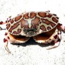Leopard crab  screen for extension Chrome web store in OffiDocs Chromium