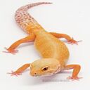 leopard lizard wallpaper  screen for extension Chrome web store in OffiDocs Chromium