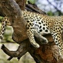 Leopard Napping on a Tree: The Silent Predator at Rest  screen for extension Chrome web store in OffiDocs Chromium