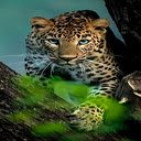 Leopard on the tree wallpaper  screen for extension Chrome web store in OffiDocs Chromium