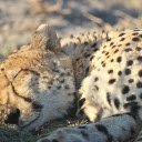 Leopard sleeping  screen for extension Chrome web store in OffiDocs Chromium