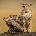 Leopard wallpaper  screen for extension Chrome web store in OffiDocs Chromium