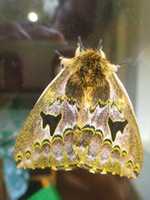 Free download lepidoptera free photo or picture to be edited with GIMP online image editor