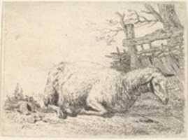 Free download Les Mouton pres de la haie de paille free photo or picture to be edited with GIMP online image editor