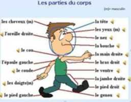 Free download les-parties-du-corps-et-du-visage-en-francais-fle free photo or picture to be edited with GIMP online image editor