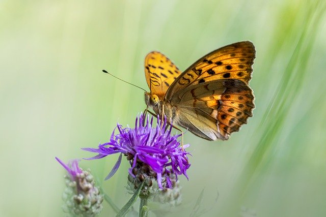 免费下载 lesser marbled fritillary pink flower free picture to be edited with GIMP free online image editor