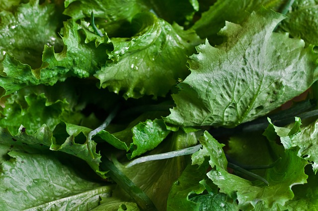 Free download lettuce salad cos leaves leaf free picture to be edited with GIMP free online image editor