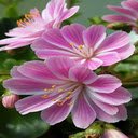 Lewisia Flower Wallpaper  screen for extension Chrome web store in OffiDocs Chromium