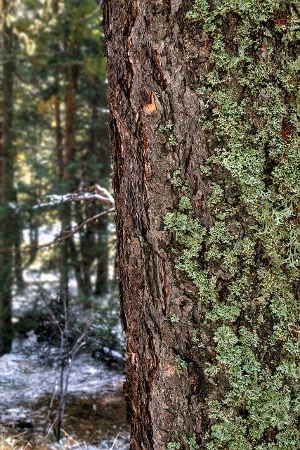 GIMP無料オンライン画像エディタで編集する無料ダウンロード地衣類クラドニアの木の幹の樹皮の無料画像