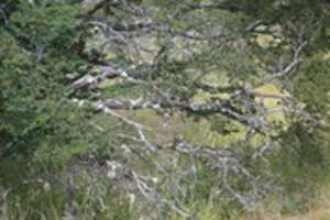 قم بتنزيل Lichen on dead tree free photo or picture ليتم تحريرها باستخدام محرر الصور عبر الإنترنت GIMP