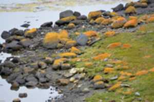 Free download Lichens along Wulaia Bay on Isla Navarino free photo or picture to be edited with GIMP online image editor