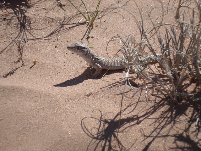 Free download li eia eh free picture to be edited with GIMP free online image editor