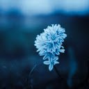 Light Blue Flower Cluster Theme  screen for extension Chrome web store in OffiDocs Chromium