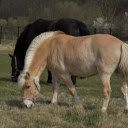 Light Brown Horse  screen for extension Chrome web store in OffiDocs Chromium