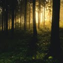 light in the forest  screen for extension Chrome web store in OffiDocs Chromium