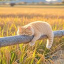 Light orange tabby cat wallpaper  screen for extension Chrome web store in OffiDocs Chromium