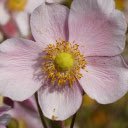 Light purple five petaled flower  screen for extension Chrome web store in OffiDocs Chromium