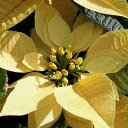 Light yellow poinsettia flowers  screen for extension Chrome web store in OffiDocs Chromium