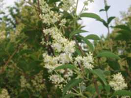 Free download ligustrum_sp_variegata free photo or picture to be edited with GIMP online image editor