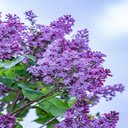 Lilac bush flower wallpaper  screen for extension Chrome web store in OffiDocs Chromium