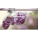 Lilacs  screen for extension Chrome web store in OffiDocs Chromium
