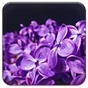 Lilac Violet Flowers  screen for extension Chrome web store in OffiDocs Chromium