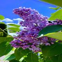Lilac wallpaper  screen for extension Chrome web store in OffiDocs Chromium