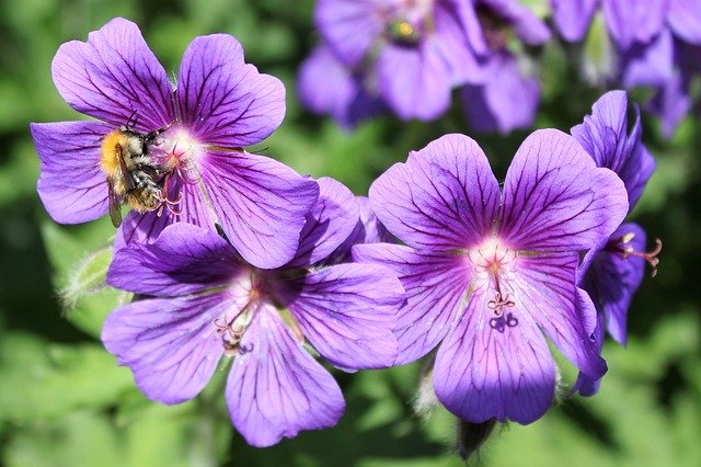 Free download lila green nature flowers garden free picture to be edited with GIMP free online image editor