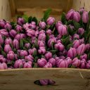 lilies  screen for extension Chrome web store in OffiDocs Chromium