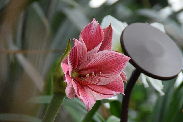 Free download lilies blossom bloom close up free picture to be edited with GIMP free online image editor