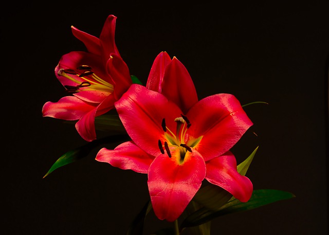 Descarga gratuita de lirios, lirios rojos, flores rojas, imagen gratuita para editar con GIMP, editor de imágenes en línea gratuito