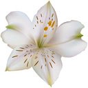 Lily  screen for extension Chrome web store in OffiDocs Chromium