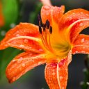 LILY FLOWERS THEME  screen for extension Chrome web store in OffiDocs Chromium