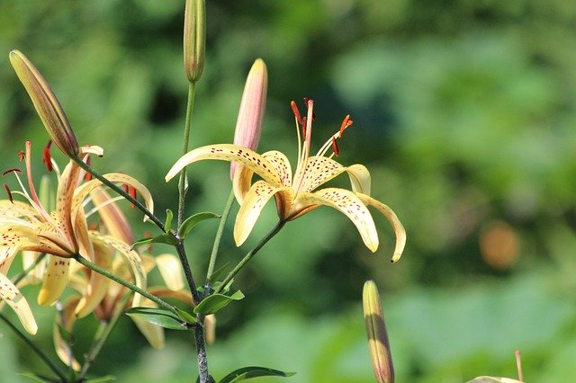 Unduh gratis gambar lily nature plant flower musim panas gratis untuk diedit dengan editor gambar online gratis GIMP