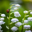 lily of the valley and orange beetle wallpaper  screen for extension Chrome web store in OffiDocs Chromium