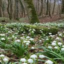 Lily of the valley flowers in the forest wallpaper  screen for extension Chrome web store in OffiDocs Chromium