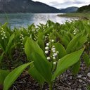 Lily of the valley flowers on the lake Wallpaper  screen for extension Chrome web store in OffiDocs Chromium