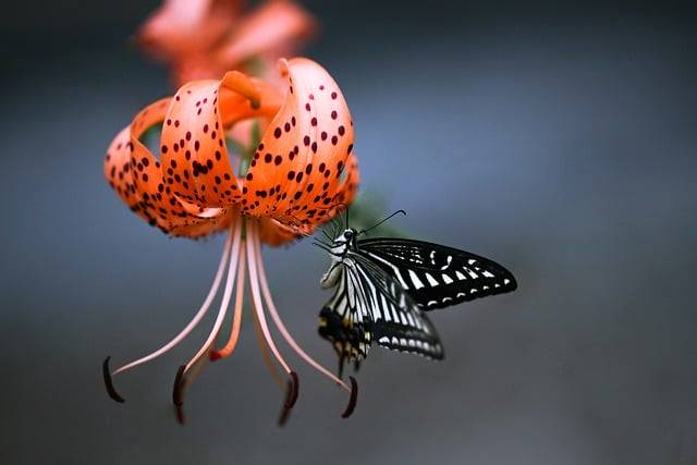 Descargue gratis la imagen gratuita de la mariposa tigre del lirio de los valles para editar con el editor de imágenes en línea gratuito GIMP