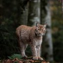 LIM MIEU THEME  screen for extension Chrome web store in OffiDocs Chromium