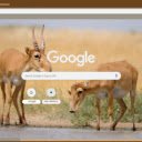 Linh duong vang  screen for extension Chrome web store in OffiDocs Chromium